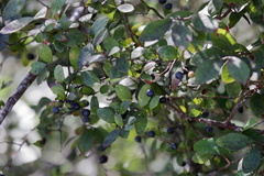 Vaccinium elliottii