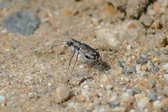 Cicindela repanda