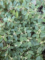 Croton