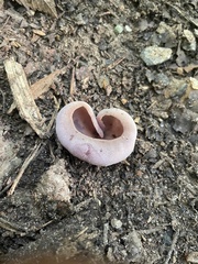 Pezizaceae
