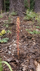 Pterospora andromedea