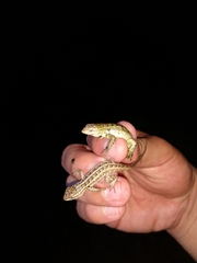 Sceloporus cozumelae