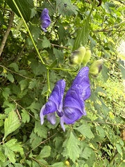 Aconitum uncinatum
