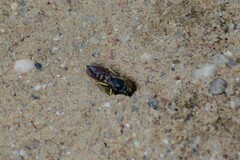 Bicyrtes quadrifasciatus