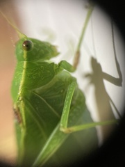 Microcentrum retinerve