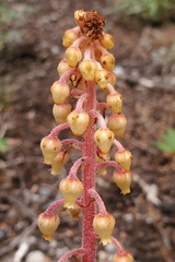 Pterospora andromedea