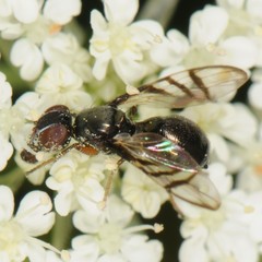 Rivellia flavimana