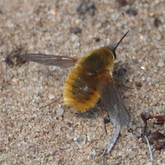 Bombyliini