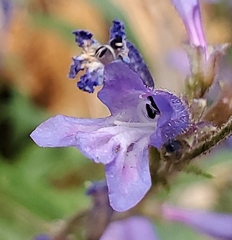 Penstemon gracilentus