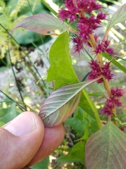 Amaranthus hypochondriacus