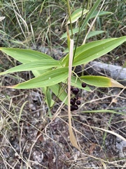 Maianthemum stellatum