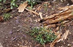 Penstemon gracilentus