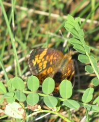 Phyciodes cocyta