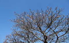 Burkea africana image