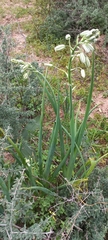 Albuca canadensis