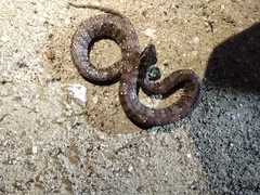 Agkistrodon russeolus