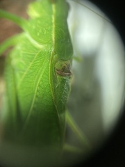 Microcentrum retinerve