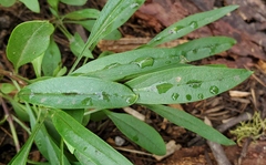 Penstemon gracilentus
