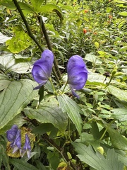 Aconitum uncinatum