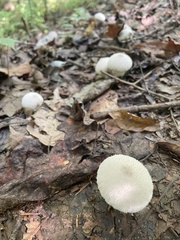 Lycoperdon perlatum