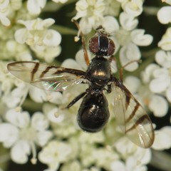 Rivellia flavimana