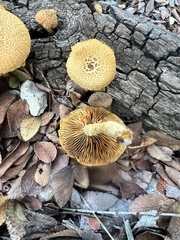 Flammulaster erinaceellus