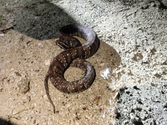 Agkistrodon russeolus