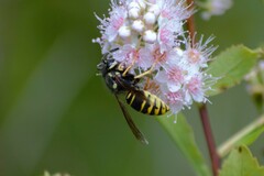 Vespula vidua