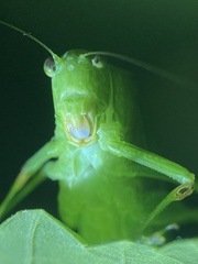 Microcentrum retinerve