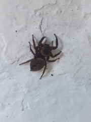 Hasarius adansoni