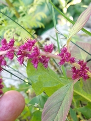 Amaranthus hypochondriacus