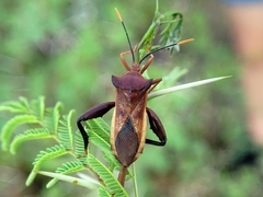 Mozena lunata