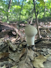 Lycoperdon perlatum
