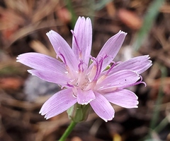 Stephanomeria lactucina