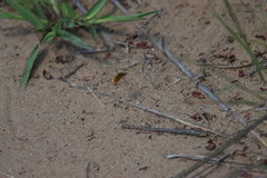 Bombyliini