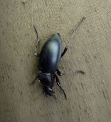 Carabus glabratus