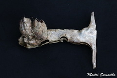 Malleus albus