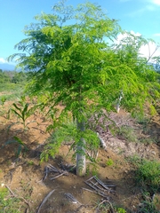 Moringa