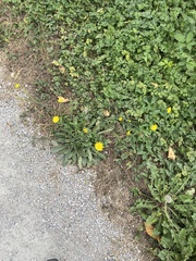 Taraxacum