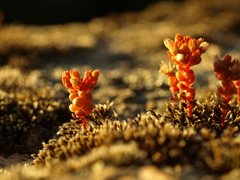 Crassulaceae