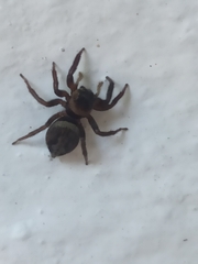 Hasarius adansoni