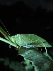 Microcentrum retinerve