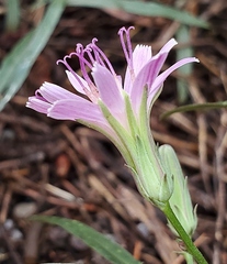 Stephanomeria lactucina