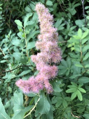 Spiraea douglasii