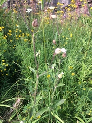 Silene latifolia alba