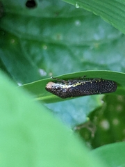 Paraulacizes irrorata
