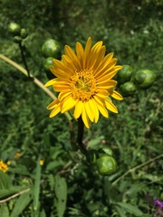 Silphium terebinthinaceum