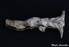 Malleus albus