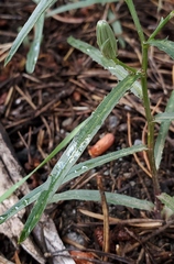 Stephanomeria lactucina