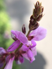 Desmodium canadense